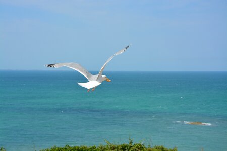 Nature birds sky photo