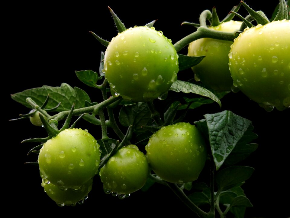 Vegetables fresh bio