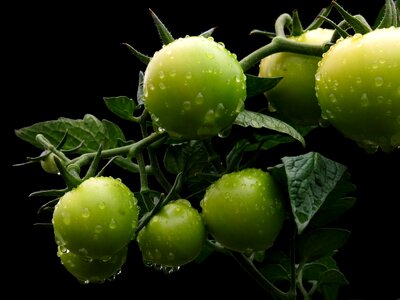 Vegetables fresh bio