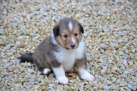 Shetland sheepdog female orla bitch orla
