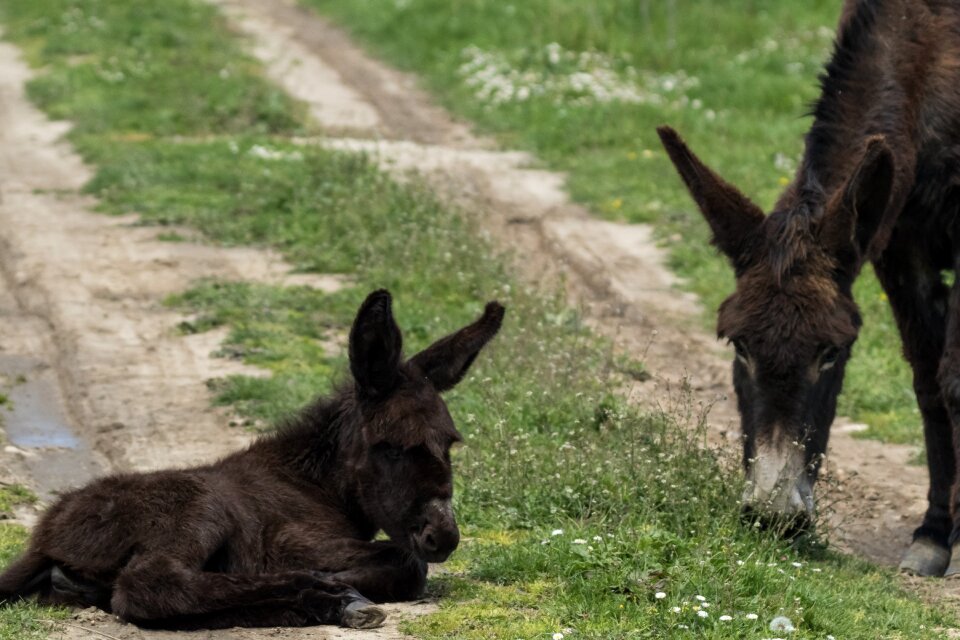 Platero donkey grass