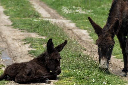 Platero donkey grass photo