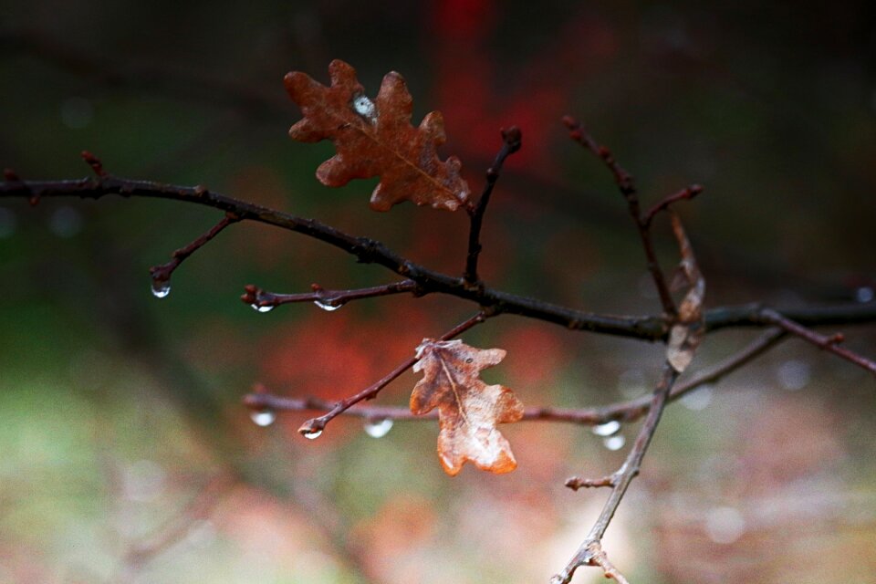 Branch water nature