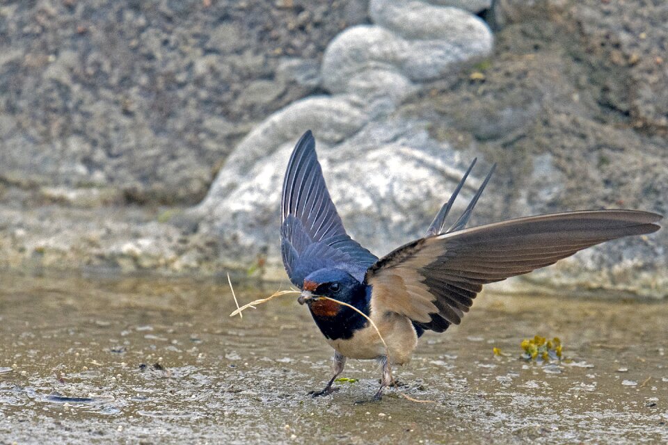 Schwalbe songbird bird
