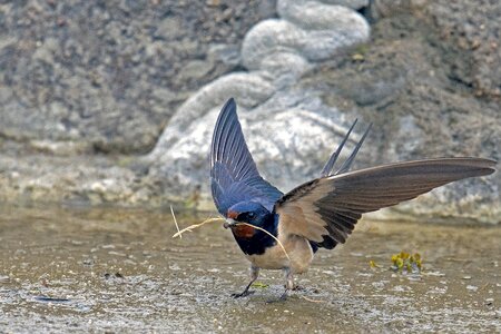 Schwalbe songbird bird