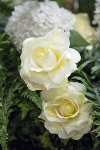 Beautiful white roses