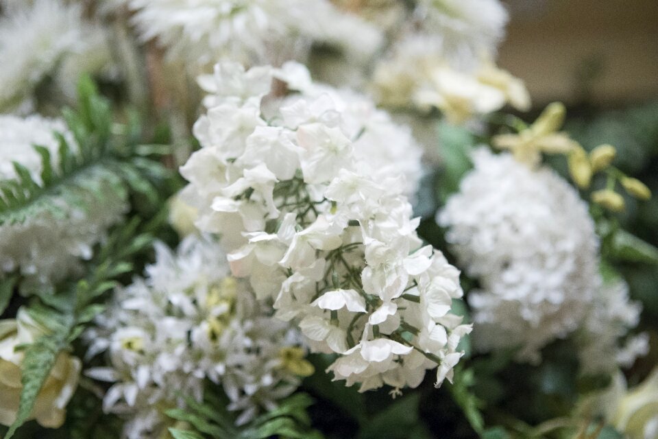 Assorted white flowers