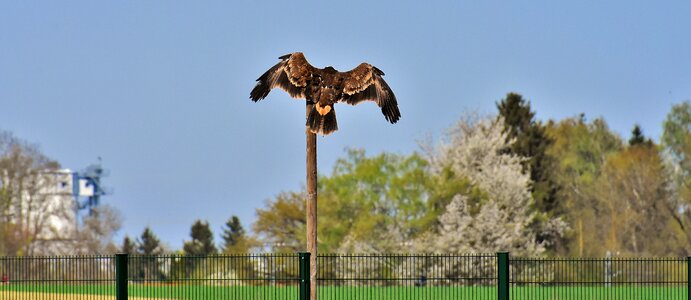 Animal flying noble