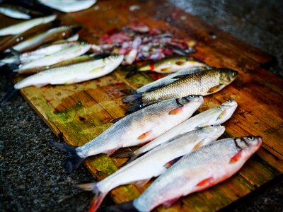 Plank crucian carp eat fish