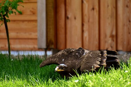 Animal flying noble