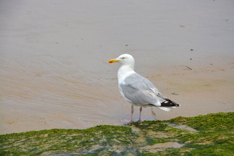 Seaside flying bird animal