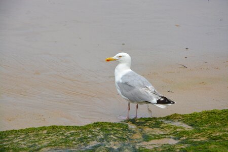 Seaside flying bird animal photo