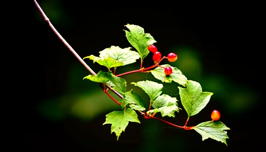 Botany flora plant