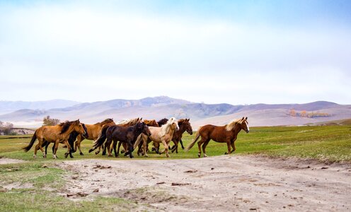 Desert horses the west wind howling white horse photo