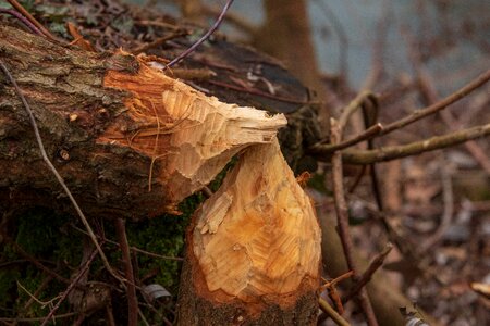 Nature tree beaver damage