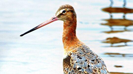 Wildlife nature water