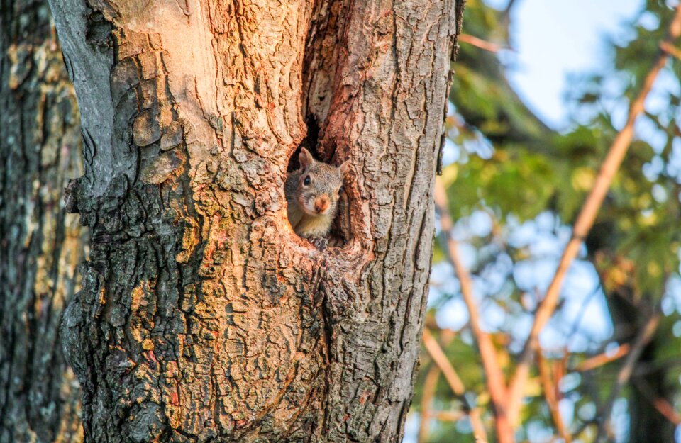Nature bark trunk
