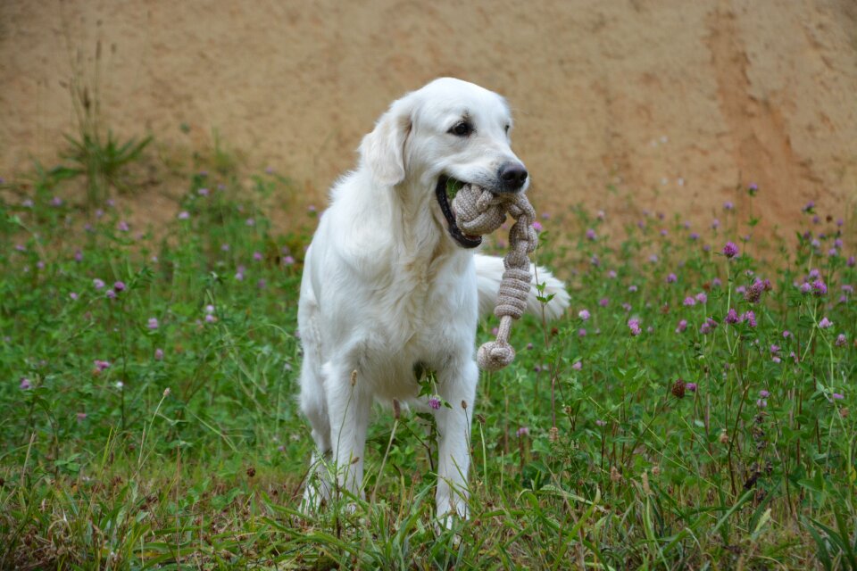 Pet dog mammal canine