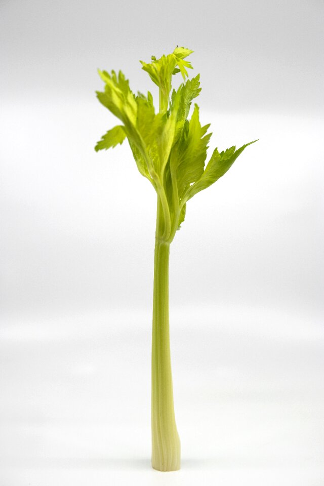 Food leaf green