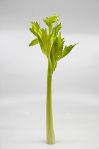 Food leaf green photo