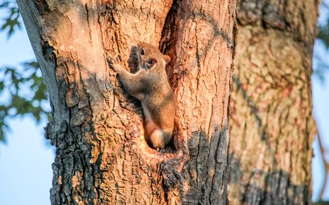 Nature bark trunk