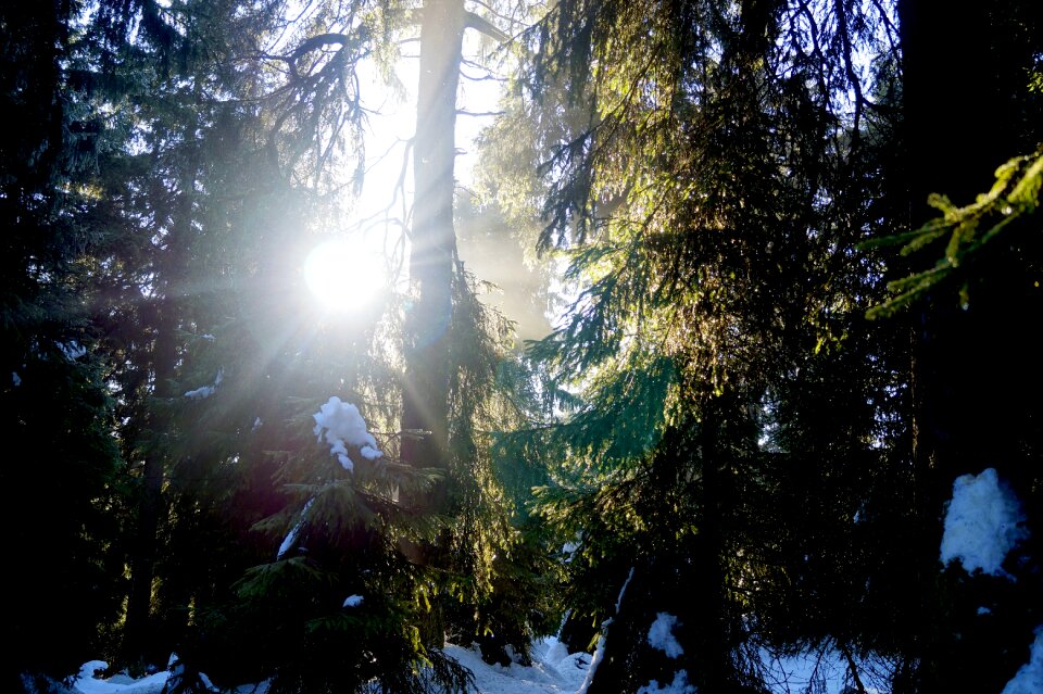 Snow nature tree