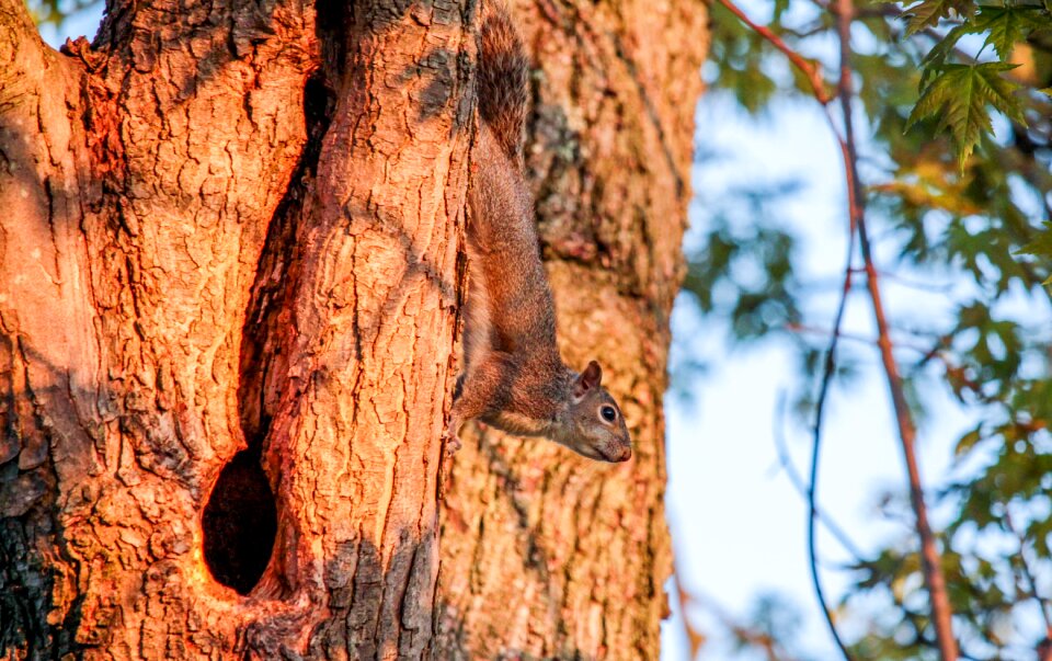 Wood outdoors squirrel