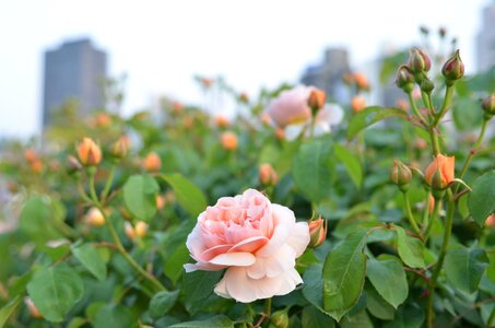 Garden tourist destination in the north island