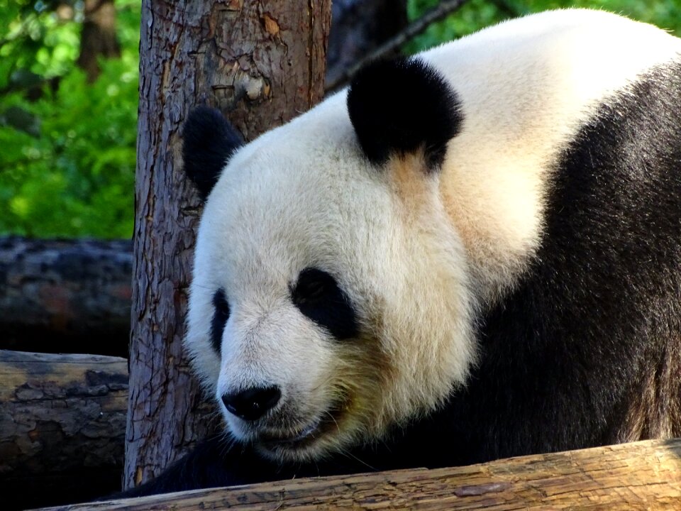 Mammals cute china