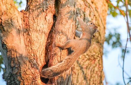 Bark trunk squirrel photo