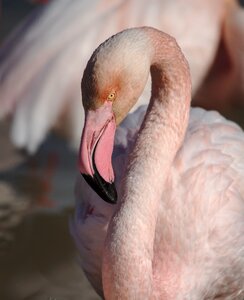 Pink flamingo camargue bird photo
