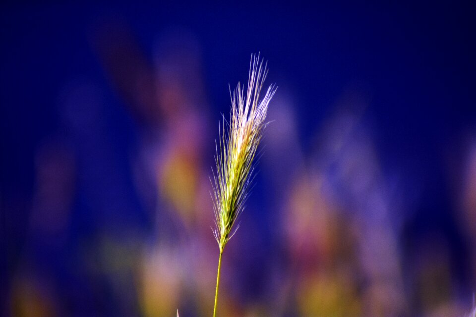 Green mood plant nature