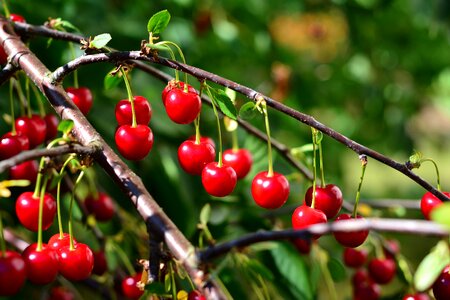 Fruits cherry tree ripe photo