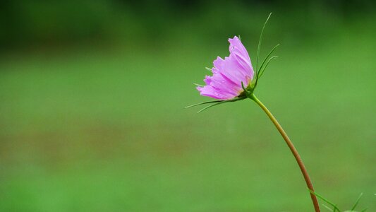 Plants summer beautiful