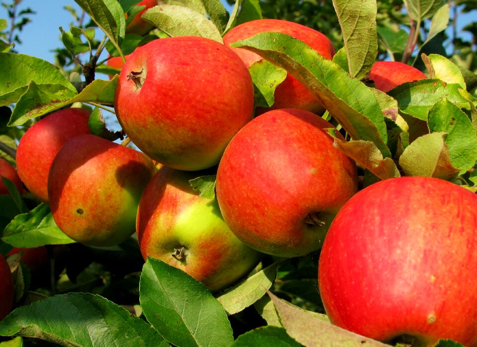 Ripe harvest garden