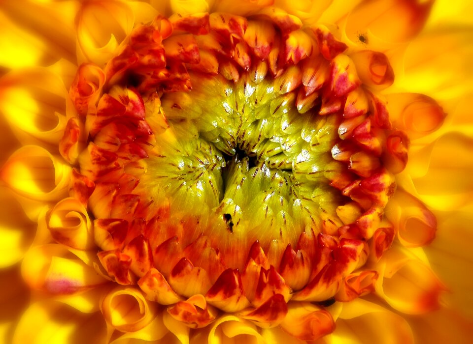 Autumn asteraceae flower garden