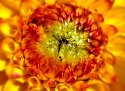 Autumn asteraceae flower garden photo