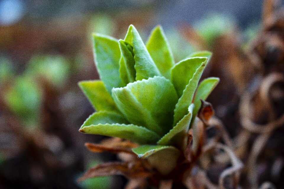 Plant bud plants bud