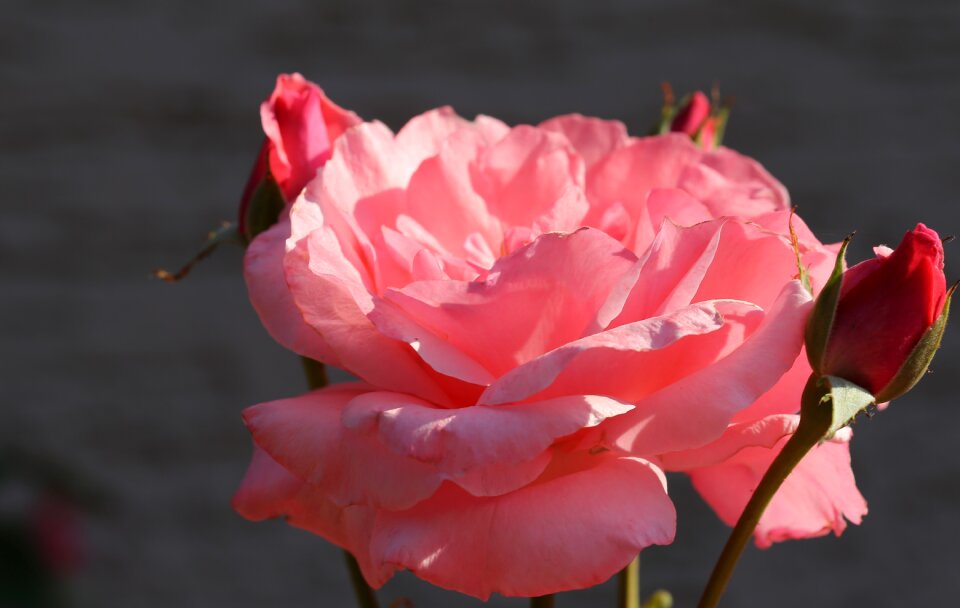 Flower garden colorful