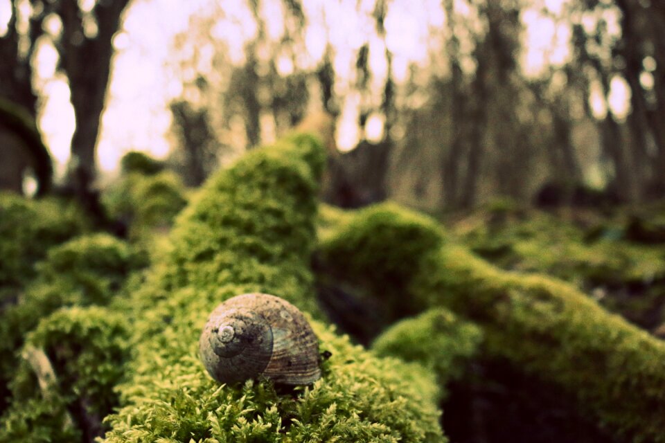 Shell autumn melancholic