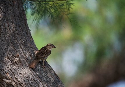 Sparrow bird camargue