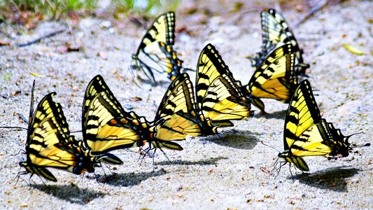 Butterfly insect nature photo