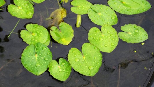 Plants summer beautiful