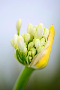 Bloom nature inflorescence