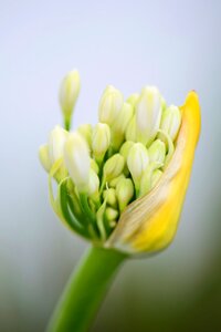 Bloom nature inflorescence photo