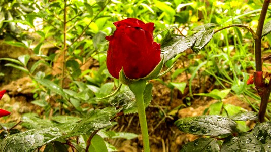 Red red hot nice