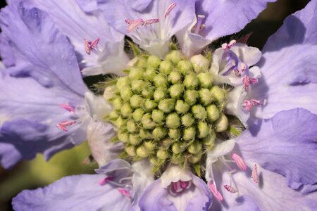 Close up plant flora
