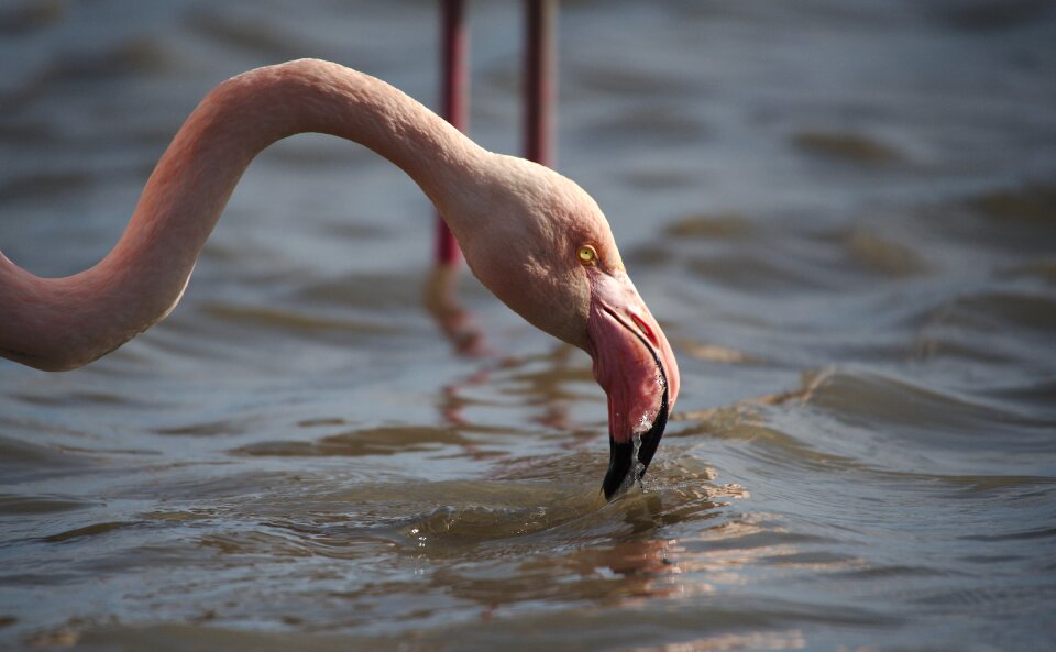 Flamingo pink camargue