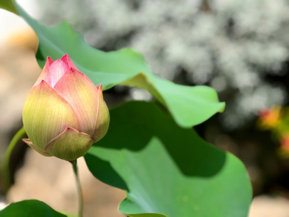 Subtle bud shadow
