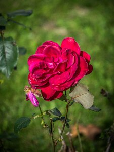 Flowers color autumn